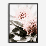 Shop Waratah Flowers II Photo Canvas Print a floral themed photography framed stretched canvas print from The Print Emporium wall artwork collection - Buy Australian made prints for the home and your interior decor space, TPE-610-CA-35X46-NF