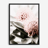 Shop Waratah Flowers II Photo Canvas Print a floral themed photography framed stretched canvas print from The Print Emporium wall artwork collection - Buy Australian made prints for the home and your interior decor space, TPE-610-CA-35X46-NF