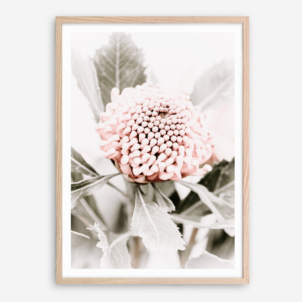 Shop Waratah Flowers III Photo Art Print a floral themed photography wall art print from The Print Emporium wall artwork collection - Buy Australian made fine art poster and framed prints for the home and your interior decor room, TPE-959-AP