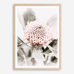 Shop Waratah Flowers III Photo Art Print a floral themed photography wall art print from The Print Emporium wall artwork collection - Buy Australian made fine art poster and framed prints for the home and your interior decor room, TPE-959-AP