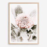 Shop Waratah Flowers III Photo Art Print a floral themed photography wall art print from The Print Emporium wall artwork collection - Buy Australian made fine art poster and framed prints for the home and your interior decor room, TPE-959-AP