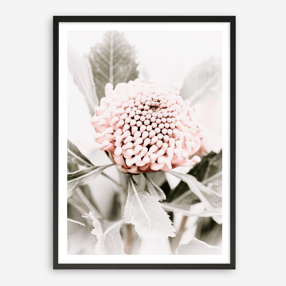Shop Waratah Flowers III Photo Art Print a floral themed photography wall art print from The Print Emporium wall artwork collection - Buy Australian made fine art poster and framed prints for the home and your interior decor room, TPE-959-AP
