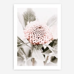 Shop Waratah Flowers III Photo Art Print a floral themed photography wall art print from The Print Emporium wall artwork collection - Buy Australian made fine art poster and framed prints for the home and your interior decor room, TPE-959-AP