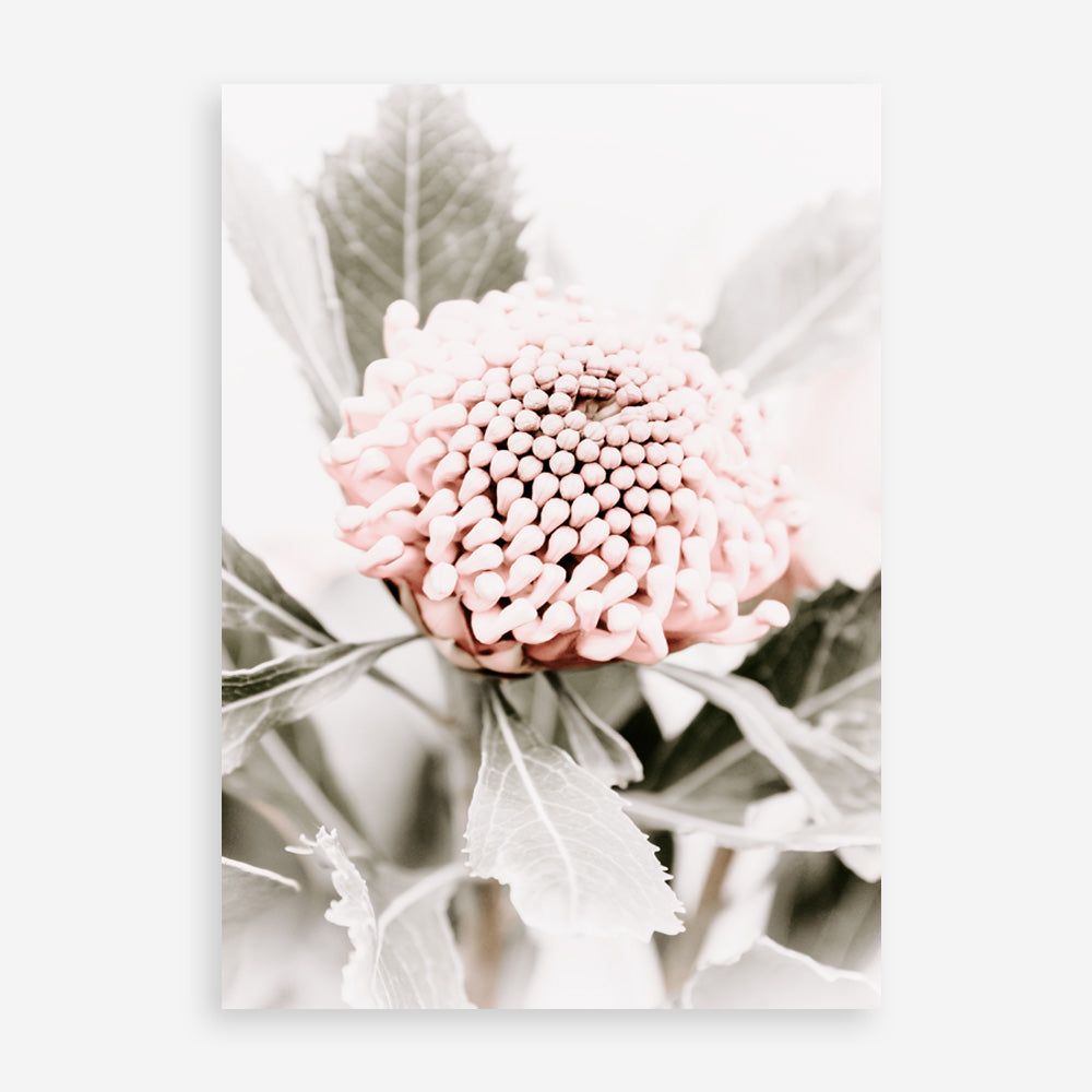 Shop Waratah Flowers III Photo Art Print a floral themed photography wall art print from The Print Emporium wall artwork collection - Buy Australian made fine art poster and framed prints for the home and your interior decor room, TPE-959-AP