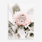 Shop Waratah Flowers III Photo Art Print a floral themed photography wall art print from The Print Emporium wall artwork collection - Buy Australian made fine art poster and framed prints for the home and your interior decor room, TPE-959-AP