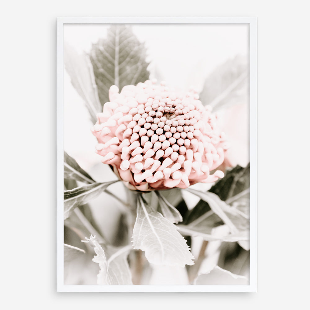 Shop Waratah Flowers III Photo Art Print a floral themed photography wall art print from The Print Emporium wall artwork collection - Buy Australian made fine art poster and framed prints for the home and your interior decor room, TPE-959-AP