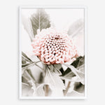 Shop Waratah Flowers III Photo Art Print a floral themed photography wall art print from The Print Emporium wall artwork collection - Buy Australian made fine art poster and framed prints for the home and your interior decor room, TPE-959-AP