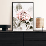 Shop Waratah Flowers III Photo Art Print a floral themed photography wall art print from The Print Emporium wall artwork collection - Buy Australian made fine art poster and framed prints for the home and your interior decor room, TPE-959-AP