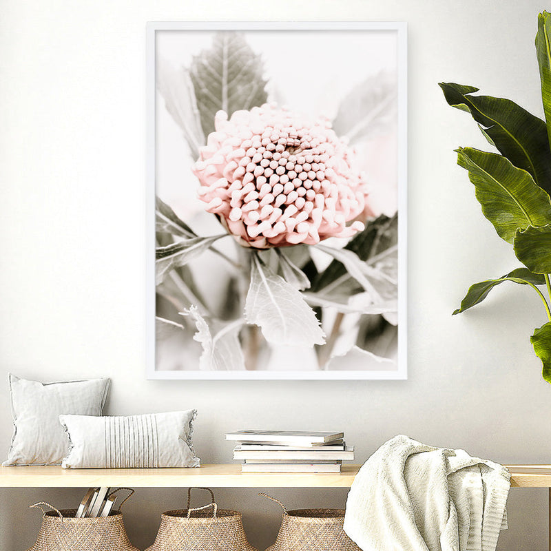 Shop Waratah Flowers III Photo Art Print a floral themed photography wall art print from The Print Emporium wall artwork collection - Buy Australian made fine art poster and framed prints for the home and your interior decor room, TPE-959-AP