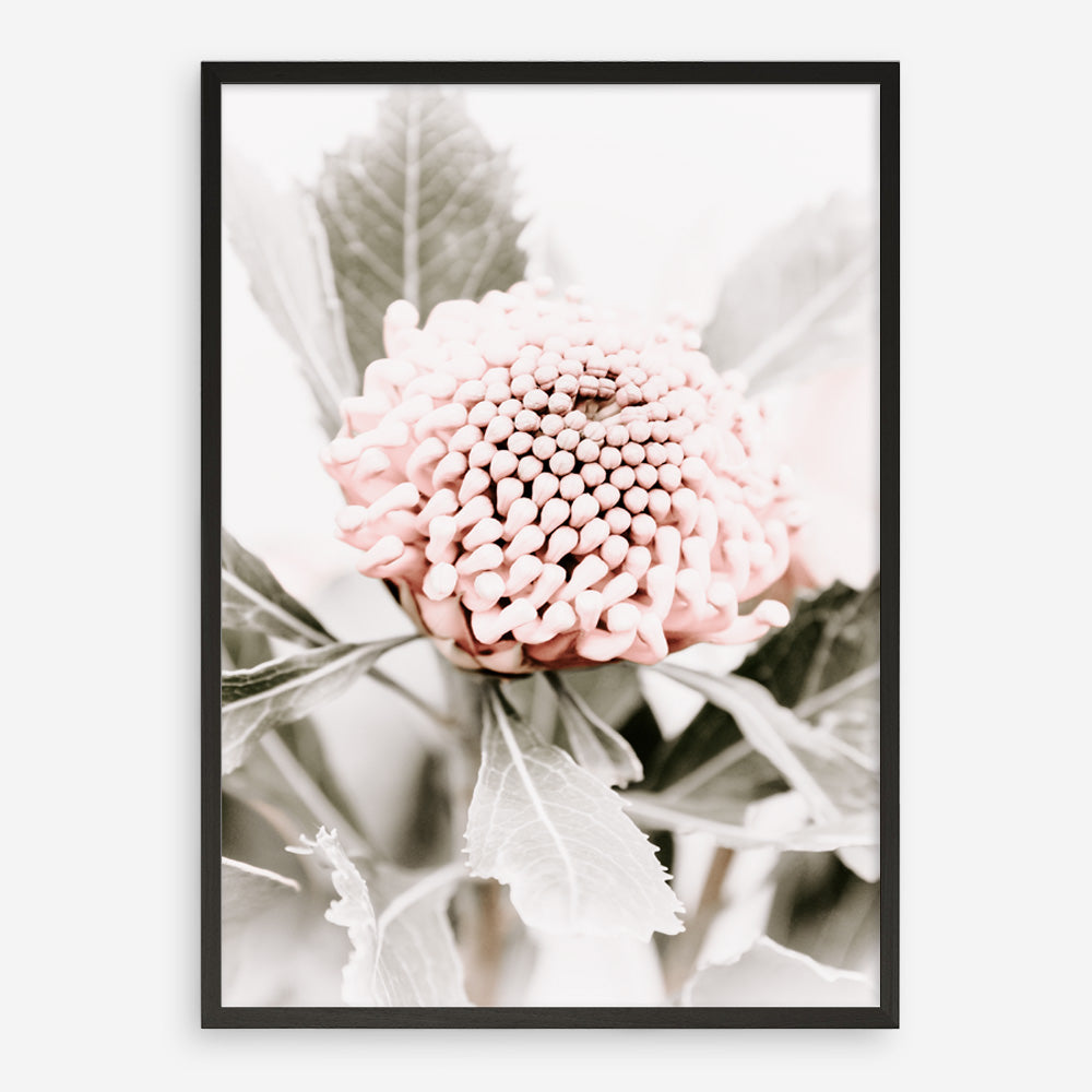 Shop Waratah Flowers III Photo Art Print a floral themed photography wall art print from The Print Emporium wall artwork collection - Buy Australian made fine art poster and framed prints for the home and your interior decor room, TPE-959-AP