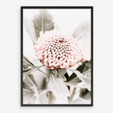 Shop Waratah Flowers III Photo Art Print a floral themed photography wall art print from The Print Emporium wall artwork collection - Buy Australian made fine art poster and framed prints for the home and your interior decor room, TPE-959-AP