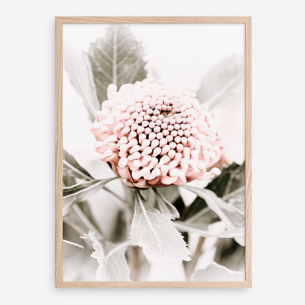 Shop Waratah Flowers III Photo Art Print a floral themed photography wall art print from The Print Emporium wall artwork collection - Buy Australian made fine art poster and framed prints for the home and your interior decor room, TPE-959-AP