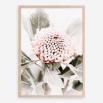 Shop Waratah Flowers III Photo Art Print a floral themed photography wall art print from The Print Emporium wall artwork collection - Buy Australian made fine art poster and framed prints for the home and your interior decor room, TPE-959-AP
