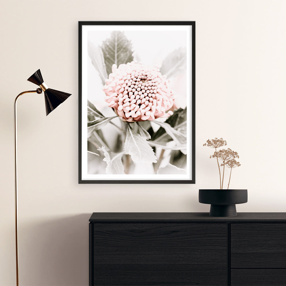 Shop Waratah Flowers III Photo Art Print a floral themed photography wall art print from The Print Emporium wall artwork collection - Buy Australian made fine art poster and framed prints for the home and your interior decor room, TPE-959-AP