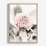 Shop Waratah Flowers III Photo Canvas Print a floral themed photography framed stretched canvas print from The Print Emporium wall artwork collection - Buy Australian made prints for the home and your interior decor space, TPE-959-CA-35X46-NF