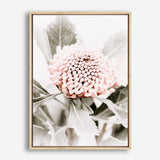 Shop Waratah Flowers III Photo Canvas Print a floral themed photography framed stretched canvas print from The Print Emporium wall artwork collection - Buy Australian made prints for the home and your interior decor space, TPE-959-CA-35X46-NF