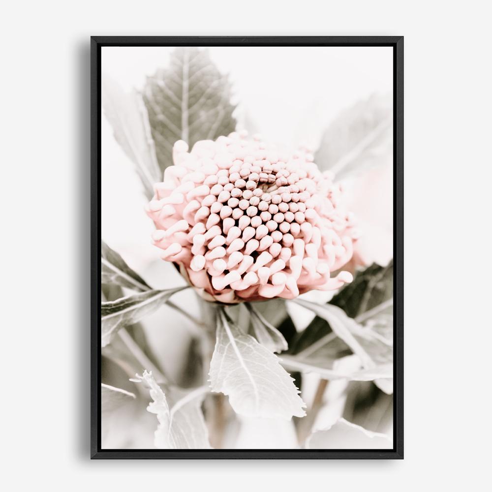 Shop Waratah Flowers III Photo Canvas Print a floral themed photography framed stretched canvas print from The Print Emporium wall artwork collection - Buy Australian made prints for the home and your interior decor space, TPE-959-CA-35X46-NF