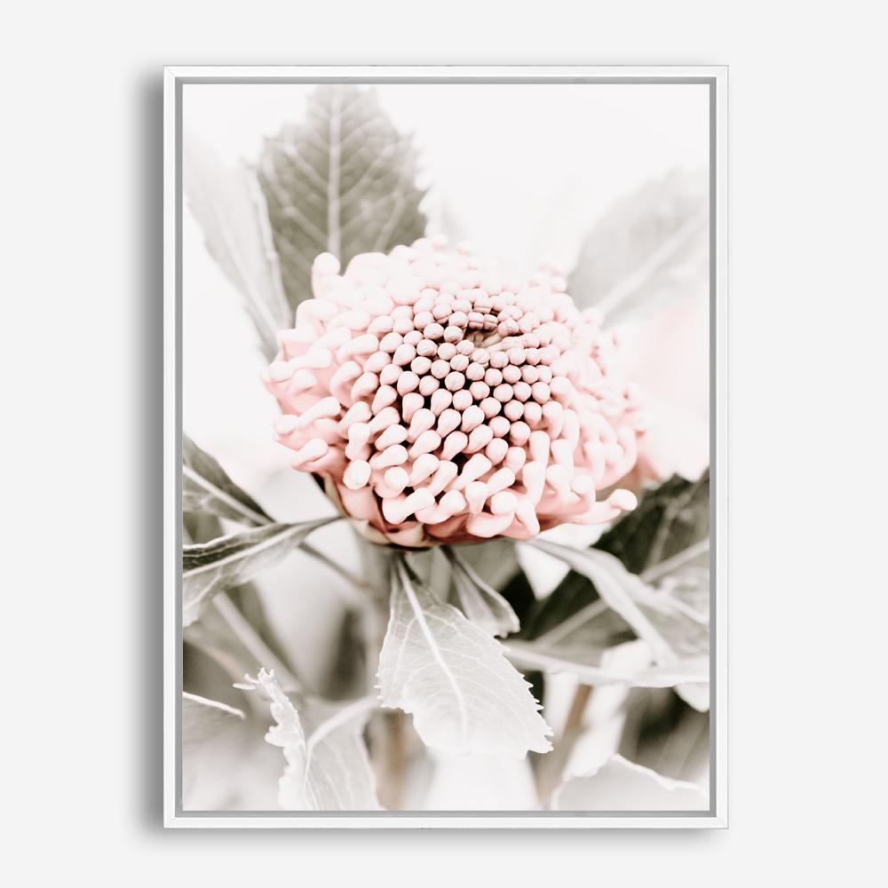 Shop Waratah Flowers III Photo Canvas Print a floral themed photography framed stretched canvas print from The Print Emporium wall artwork collection - Buy Australian made prints for the home and your interior decor space, TPE-959-CA-35X46-NF