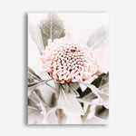 Shop Waratah Flowers III Photo Canvas Print a floral themed photography framed stretched canvas print from The Print Emporium wall artwork collection - Buy Australian made prints for the home and your interior decor space, TPE-959-CA-35X46-NF