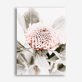 Shop Waratah Flowers III Photo Canvas Print a floral themed photography framed stretched canvas print from The Print Emporium wall artwork collection - Buy Australian made prints for the home and your interior decor space, TPE-959-CA-35X46-NF