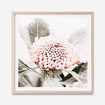 Shop Waratah Flowers III (Square) Photo Art Print a floral themed photography wall art print from The Print Emporium wall artwork collection - Buy Australian made fine art poster and framed prints for the home and your interior decor room, TPE-962-AP