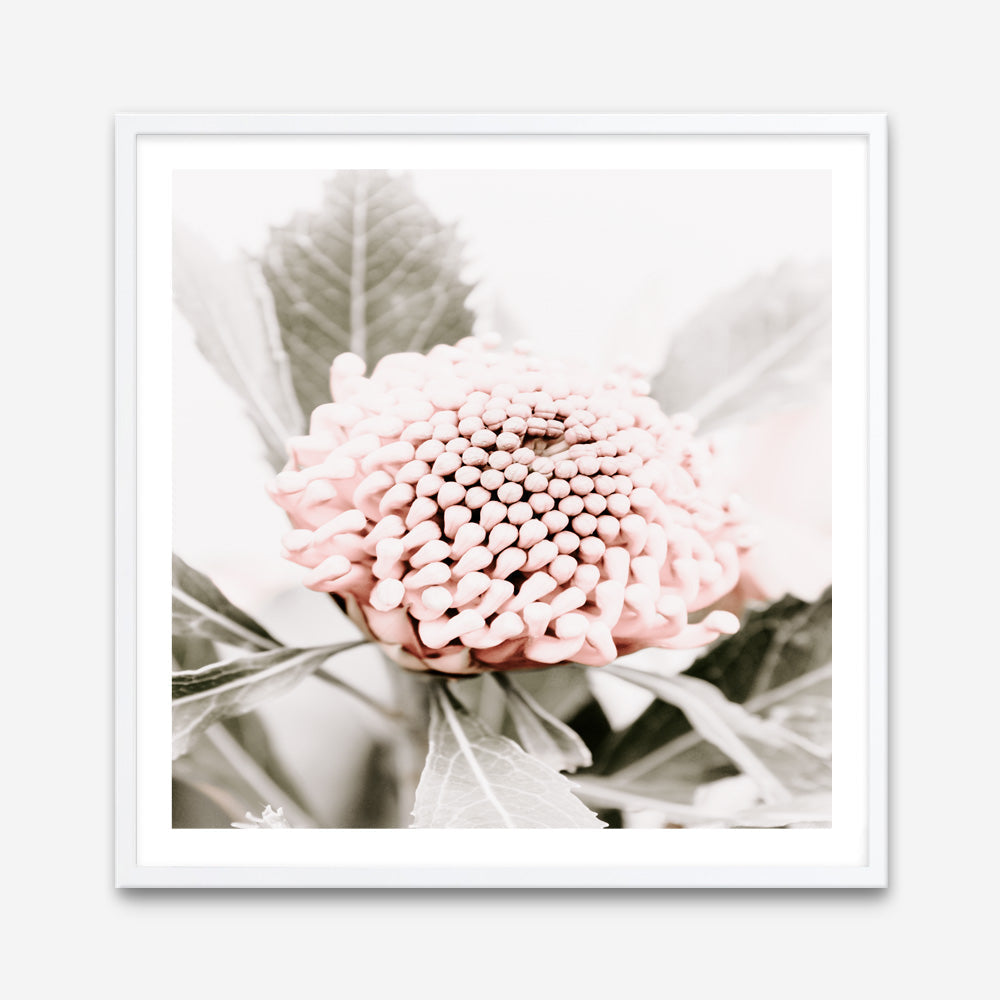 Shop Waratah Flowers III (Square) Photo Art Print a floral themed photography wall art print from The Print Emporium wall artwork collection - Buy Australian made fine art poster and framed prints for the home and your interior decor room, TPE-962-AP