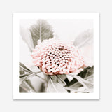 Shop Waratah Flowers III (Square) Photo Art Print a floral themed photography wall art print from The Print Emporium wall artwork collection - Buy Australian made fine art poster and framed prints for the home and your interior decor room, TPE-962-AP