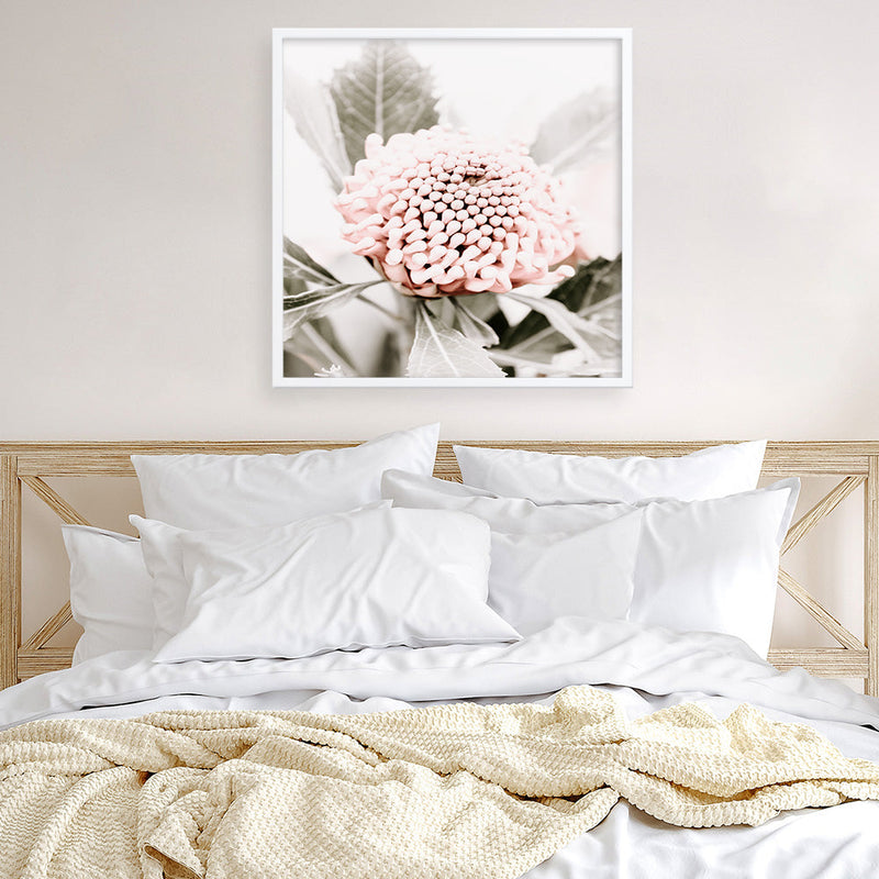 Shop Waratah Flowers III (Square) Photo Art Print a floral themed photography wall art print from The Print Emporium wall artwork collection - Buy Australian made fine art poster and framed prints for the home and your interior decor room, TPE-962-AP