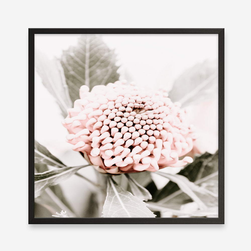 Shop Waratah Flowers III (Square) Photo Art Print a floral themed photography wall art print from The Print Emporium wall artwork collection - Buy Australian made fine art poster and framed prints for the home and your interior decor room, TPE-962-AP