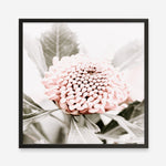 Shop Waratah Flowers III (Square) Photo Art Print a floral themed photography wall art print from The Print Emporium wall artwork collection - Buy Australian made fine art poster and framed prints for the home and your interior decor room, TPE-962-AP