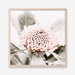 Shop Waratah Flowers III (Square) Photo Art Print a floral themed photography wall art print from The Print Emporium wall artwork collection - Buy Australian made fine art poster and framed prints for the home and your interior decor room, TPE-962-AP