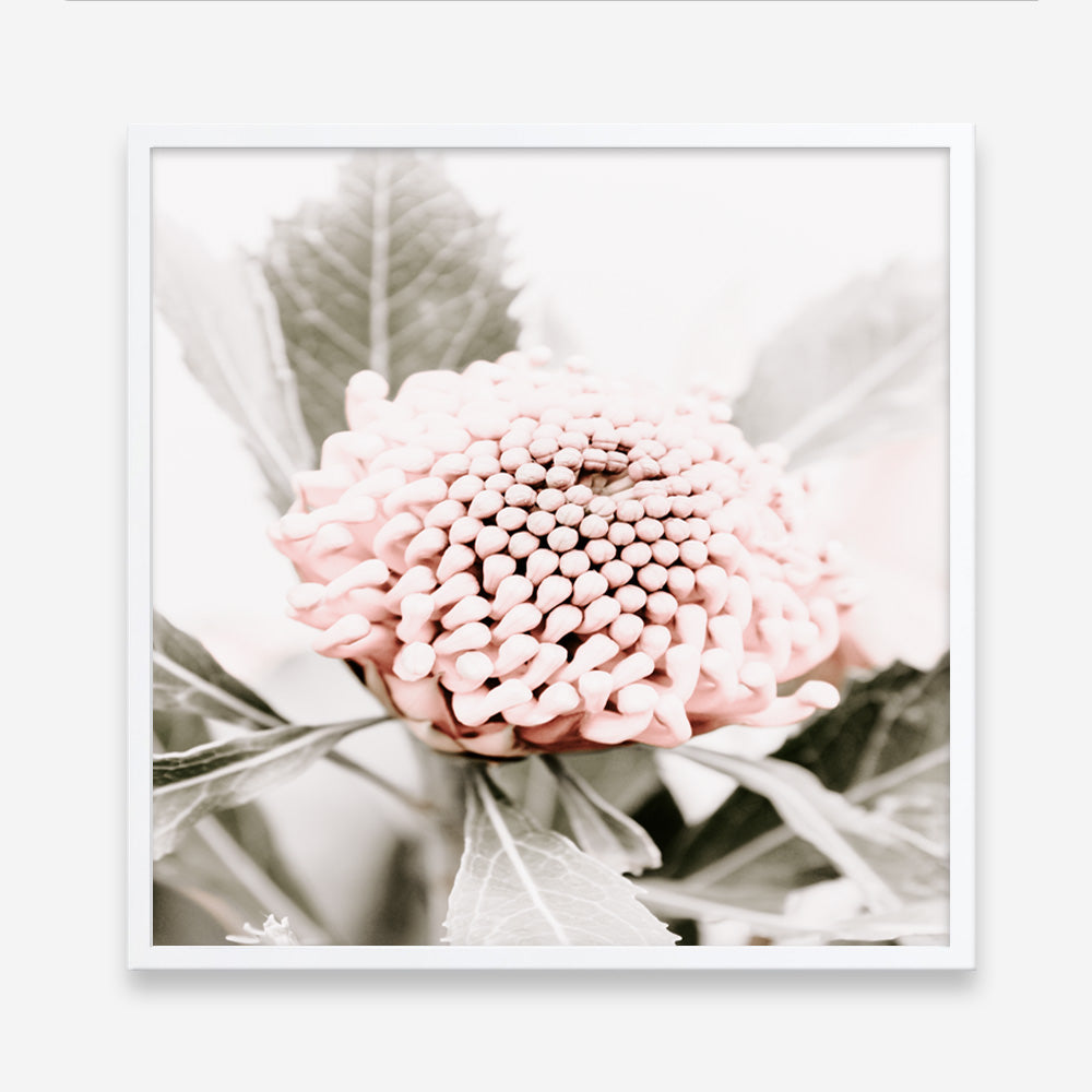 Shop Waratah Flowers III (Square) Photo Art Print a floral themed photography wall art print from The Print Emporium wall artwork collection - Buy Australian made fine art poster and framed prints for the home and your interior decor room, TPE-962-AP