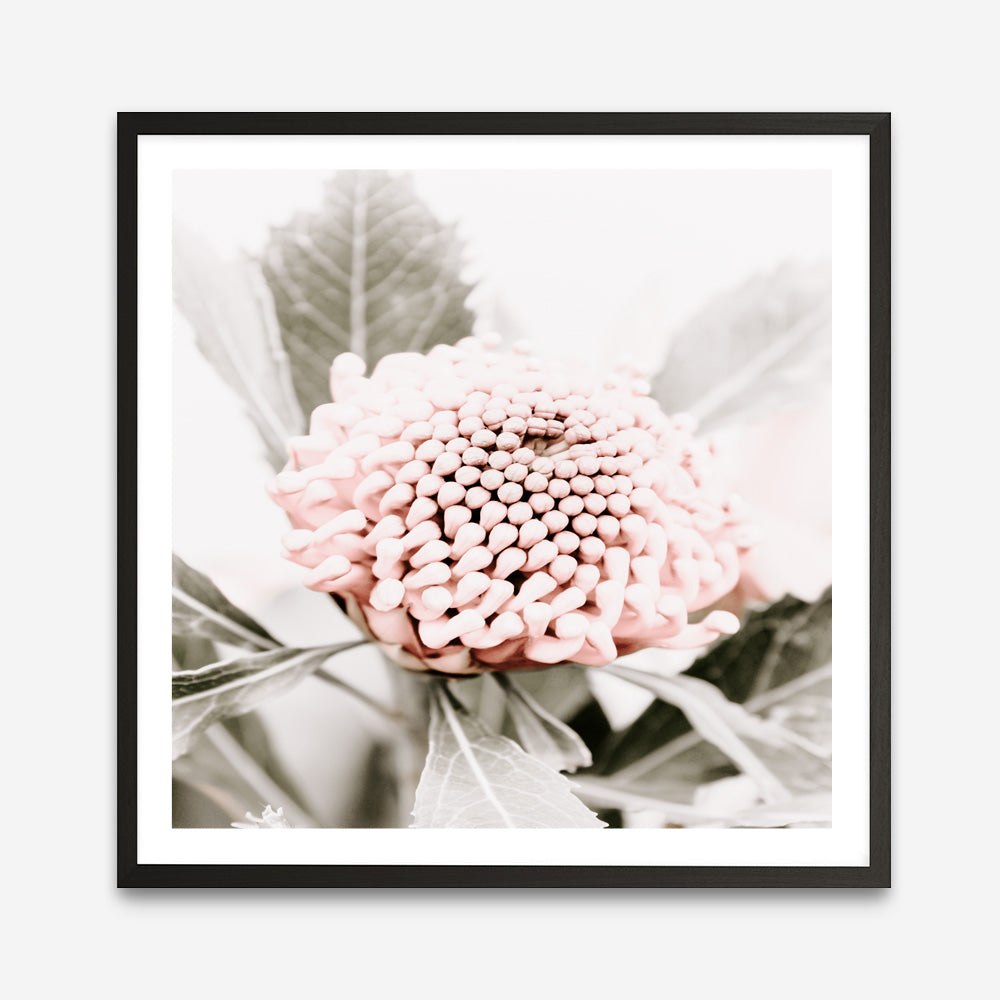 Shop Waratah Flowers III (Square) Photo Art Print a floral themed photography wall art print from The Print Emporium wall artwork collection - Buy Australian made fine art poster and framed prints for the home and your interior decor room, TPE-962-AP