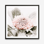 Shop Waratah Flowers III (Square) Photo Art Print a floral themed photography wall art print from The Print Emporium wall artwork collection - Buy Australian made fine art poster and framed prints for the home and your interior decor room, TPE-962-AP