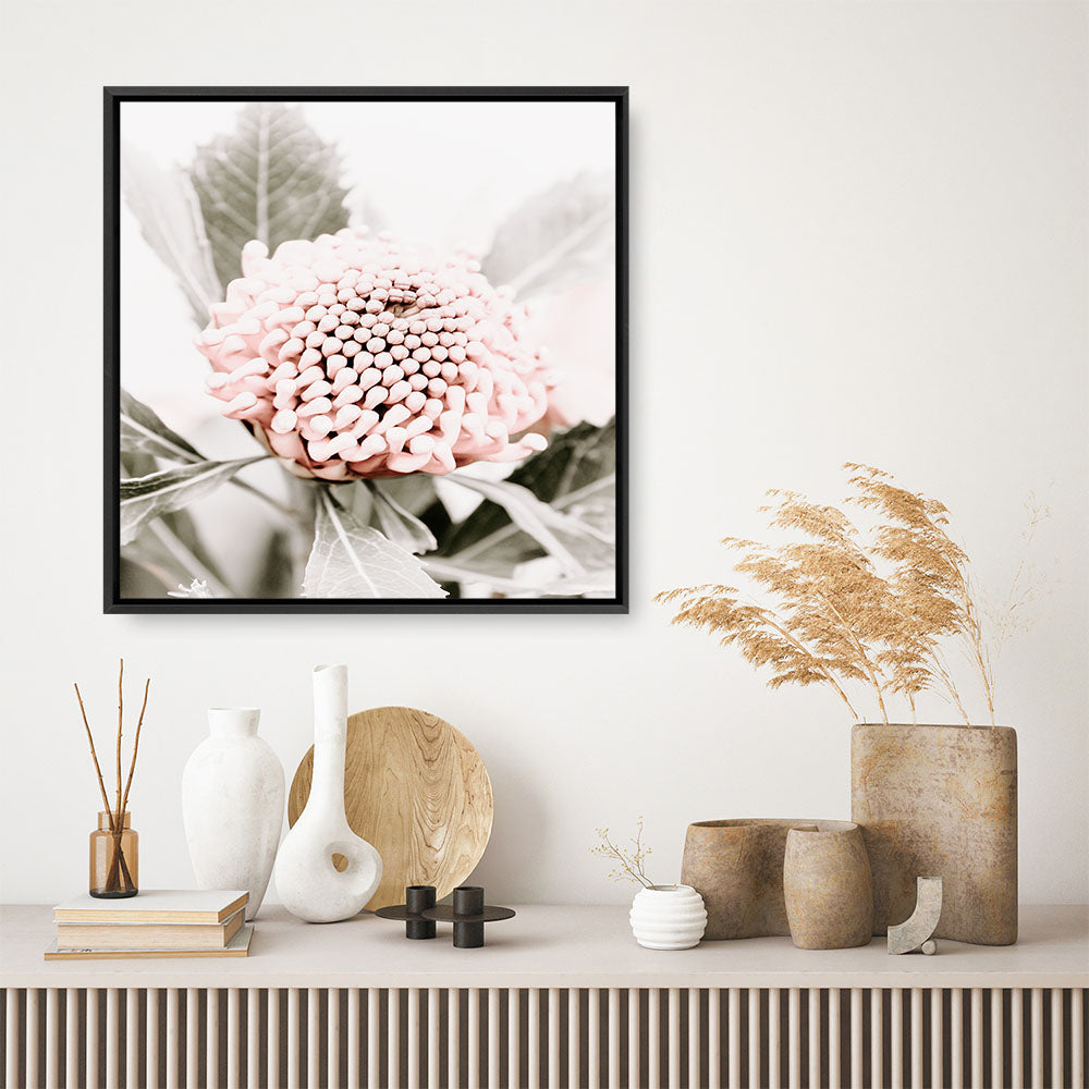 Shop Waratah Flowers III (Square) Photo Canvas Print a floral themed photography framed stretched canvas print from The Print Emporium wall artwork collection - Buy Australian made prints for the home and your interior decor space, TPE-962-CA-40X40-NF