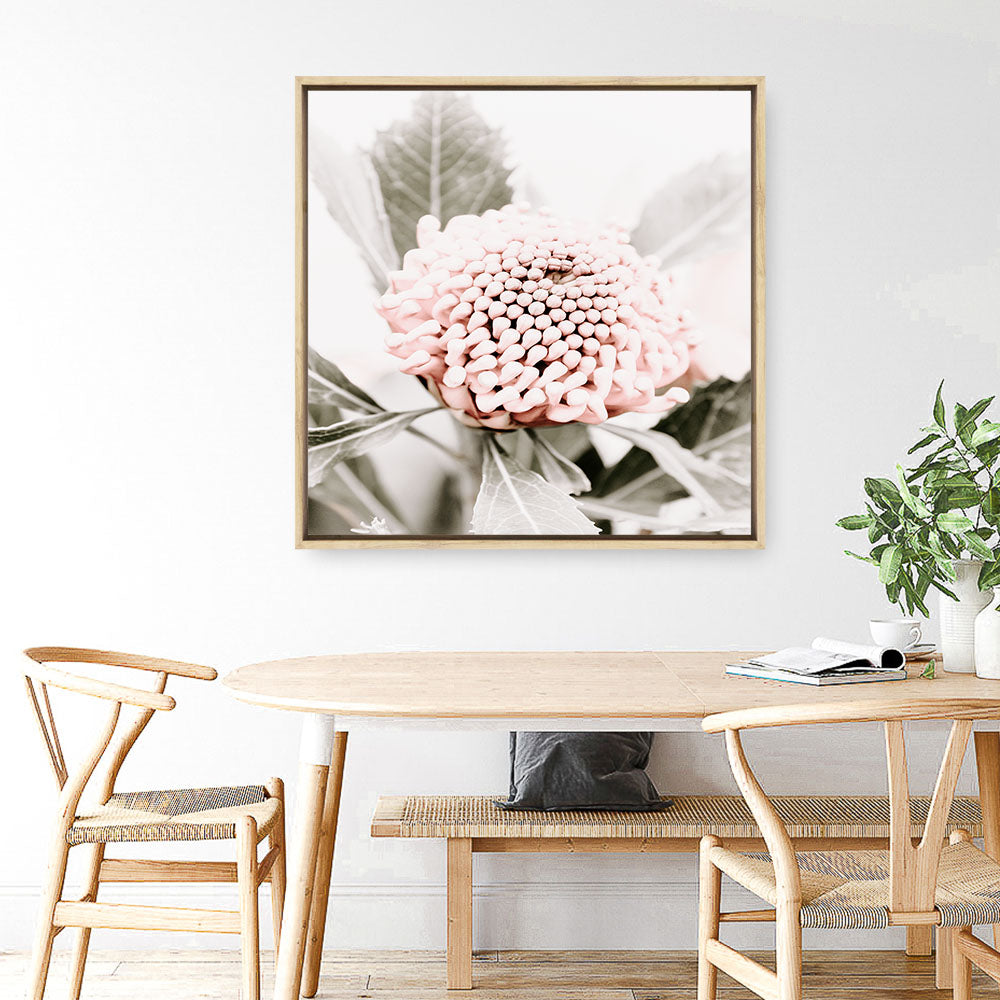 Shop Waratah Flowers III (Square) Photo Canvas Print a floral themed photography framed stretched canvas print from The Print Emporium wall artwork collection - Buy Australian made prints for the home and your interior decor space, TPE-962-CA-40X40-NF