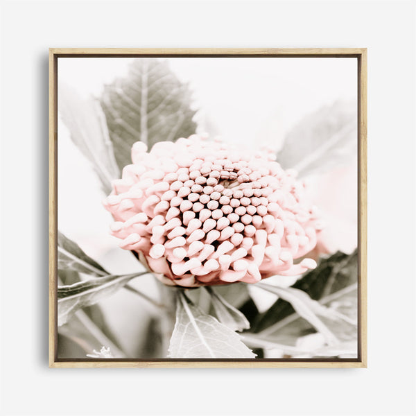 Shop Waratah Flowers III (Square) Photo Canvas Print a floral themed photography framed stretched canvas print from The Print Emporium wall artwork collection - Buy Australian made prints for the home and your interior decor space, TPE-962-CA-40X40-NF