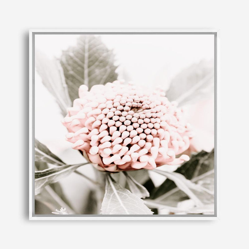 Shop Waratah Flowers III (Square) Photo Canvas Print a floral themed photography framed stretched canvas print from The Print Emporium wall artwork collection - Buy Australian made prints for the home and your interior decor space, TPE-962-CA-40X40-NF