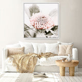 Shop Waratah Flowers III (Square) Photo Canvas Print a floral themed photography framed stretched canvas print from The Print Emporium wall artwork collection - Buy Australian made prints for the home and your interior decor space, TPE-962-CA-40X40-NF