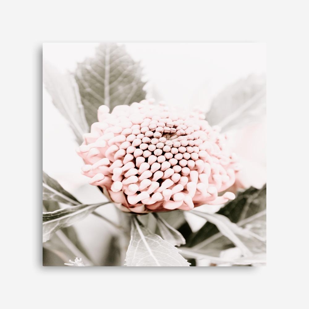 Shop Waratah Flowers III (Square) Photo Canvas Print a floral themed photography framed stretched canvas print from The Print Emporium wall artwork collection - Buy Australian made prints for the home and your interior decor space, TPE-962-CA-40X40-NF
