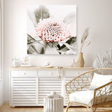 Shop Waratah Flowers III (Square) Photo Canvas Print a floral themed photography framed stretched canvas print from The Print Emporium wall artwork collection - Buy Australian made prints for the home and your interior decor space, TPE-962-CA-40X40-NF