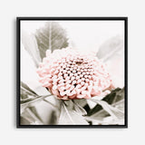 Shop Waratah Flowers III (Square) Photo Canvas Print a floral themed photography framed stretched canvas print from The Print Emporium wall artwork collection - Buy Australian made prints for the home and your interior decor space, TPE-962-CA-40X40-NF