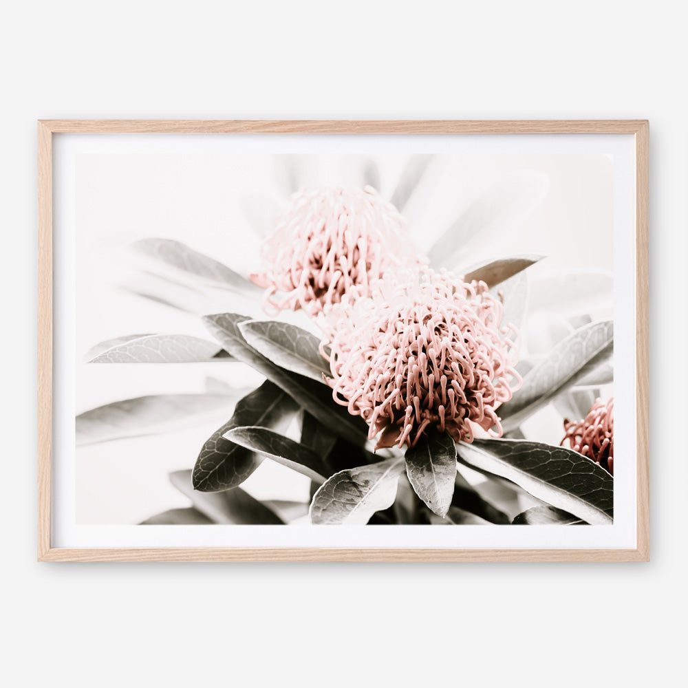 Shop Waratah Flowers Photo Art Print a floral themed photography wall art print from The Print Emporium wall artwork collection - Buy Australian made fine art poster and framed prints for the home and your interior decor room, TPE-538-AP