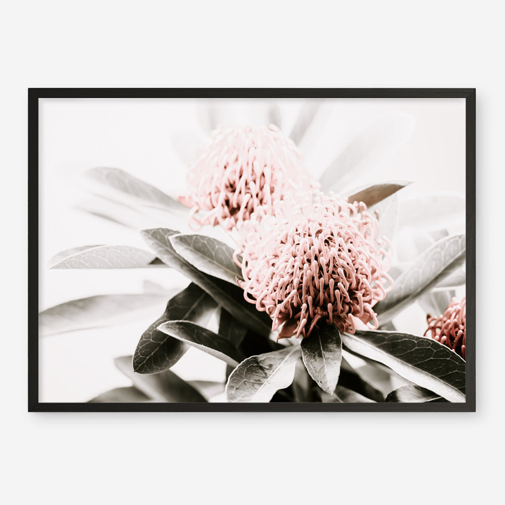 Shop Waratah Flowers Photo Art Print a floral themed photography wall art print from The Print Emporium wall artwork collection - Buy Australian made fine art poster and framed prints for the home and your interior decor room, TPE-538-AP