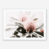 Shop Waratah Flowers Photo Art Print a floral themed photography wall art print from The Print Emporium wall artwork collection - Buy Australian made fine art poster and framed prints for the home and your interior decor room, TPE-538-AP