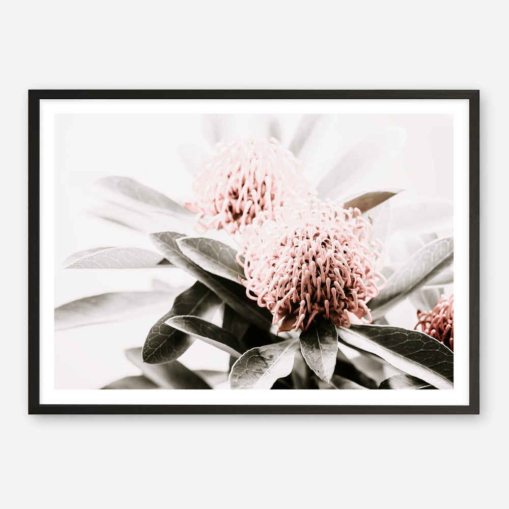Shop Waratah Flowers Photo Art Print a floral themed photography wall art print from The Print Emporium wall artwork collection - Buy Australian made fine art poster and framed prints for the home and your interior decor room, TPE-538-AP
