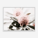 Shop Waratah Flowers Photo Canvas Print a floral themed photography framed stretched canvas print from The Print Emporium wall artwork collection - Buy Australian made prints for the home and your interior decor space, TPE-538-CA-35X46-NF