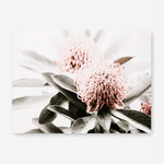 Shop Waratah Flowers Photo Canvas Print a floral themed photography framed stretched canvas print from The Print Emporium wall artwork collection - Buy Australian made prints for the home and your interior decor space, TPE-538-CA-35X46-NF