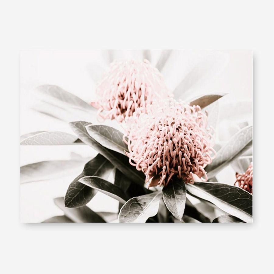 Shop Waratah Flowers Photo Canvas Print a floral themed photography framed stretched canvas print from The Print Emporium wall artwork collection - Buy Australian made prints for the home and your interior decor space, TPE-538-CA-35X46-NF