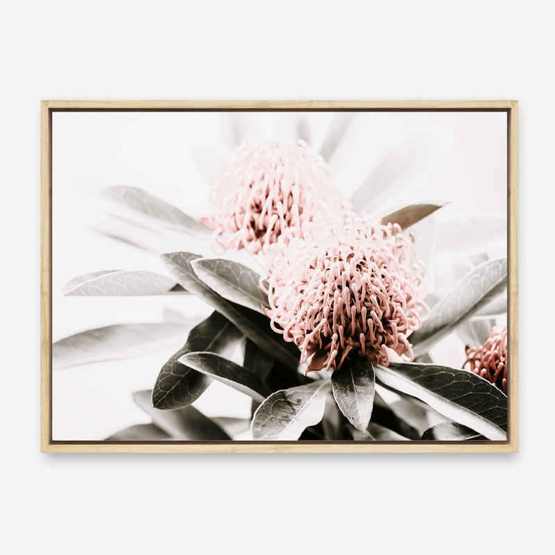 Shop Waratah Flowers Photo Canvas Print a floral themed photography framed stretched canvas print from The Print Emporium wall artwork collection - Buy Australian made prints for the home and your interior decor space, TPE-538-CA-35X46-NF